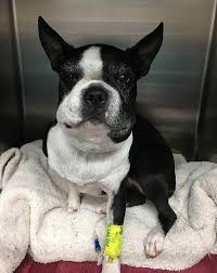 47 Dogs Who Just Got Stung By Bees And Now Look Like Tiny Michelin Men Dog Bee Sting Funny Dog Faces Silly Dogs