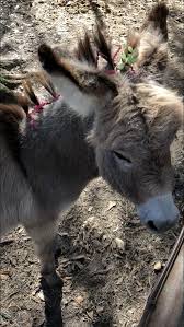 Little Miss Emmy Little Miss Animals Miss