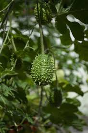 Image result for Cucumis anguria