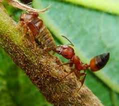 Image result for Oxyrhachis