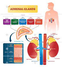 Pin On Health And Medicine Illustrated