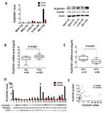 The risk and treatment for each type can vary by age. Cancers Special Issue Molecular Alterations In Thyroid Cancer With Special Focus On Diagnosis Prognosis And Treatment
