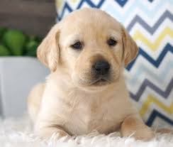 Cauti poze caine labrador ? Labrador Retriever Puppies Aceasta Fata Superba Este Anuntul Ro Kyw6a1