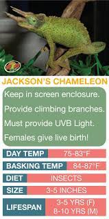 Jackson S Chameleon Care Sheet Learn The Basics Of Jackson S Chameleon Habitat Chameleon Care Chameleon Pet Chameleon