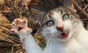 Scratching posts designated for this purpose can help. Claws Out Why Cats Are Causing Chaos And Controversy Across Britain Cats The Guardian