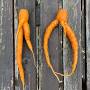 Profile Picture of Found some very rude carrots in the garden yesterday... | Facebookon Google