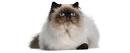 Himalayan Cats | Himalayan Cat Breed Info & Pictures | PetMD