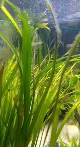 Hallo und herzlich willkommen hier bei uns. Algen Im Aquarium Bestimmung Der Algen Art Aquaristik