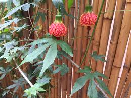 Maybe you would like to learn more about one of these? This Fun Vine Growing In Partial Shade Socal Whatsthisplant