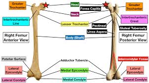 File axial skeleton diagram blank svg wikimedia commons. Femur Bone Anatomy Labeled Diagram Quiz Color Coded Parts Skeletal System Lower Extremity Ezmed