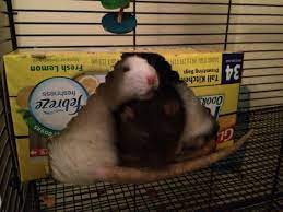 Pin On Muskrat Love