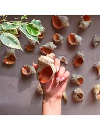 Bunun için sadece biraz hayal gücü yeterli olacaktır. Gongaz Deniz Kabugu Sus Dekoratif Akvaryum Susleme 4 5 Cm 5 Adet