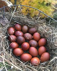 About Marans Chickens French Chocolate Colored Egg Layers