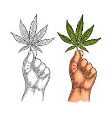 28 images of weed plant drawing. Marijuana Plant Drawing Vector Images Over 1 900