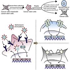 Song yoon ah, im yoon ah ve jo sung ha ile birlikte rol aldığı bu melodrama ju ji hoon ve chae shi ra ile rol aldıkları bu dizide abisini kıskanan bir piyanisti canlandırıyor. Regulating Stem Cell Related Genes Induces The Plastic Differentiation Of Cancer Stem Cells To Treat Breast Cancer Molecular Therapy Oncolytics