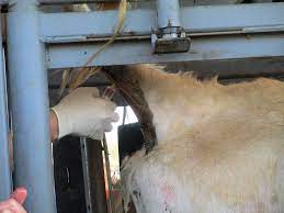 Blood Sample Pregnancy Testing For Cattle | Panhandle Agriculture