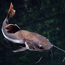 Learn About Catfish Fish Care Catfish Fishing Monster Fishing