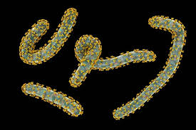 Image result for Filoviridae