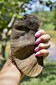 Image result for Centrolobium robustum