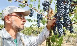 Marcella Pace, Autore di Virtù Quotidiane