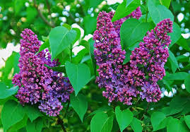 Roter Flieder Flieder Mogen Besonders Die Frauen Https Www L Seifert De Bilder Blumen Flieder Html Flieder Pflanzen Flieder Schneiden