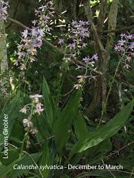 Image result for Calanthe sylvatica