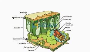 Jaringan Daun Google Search Di 2020 Farmasi Botani