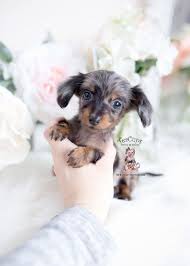 Cute Dachshund Puppy Cute Dachshund Puppies Sausage Dog Puppies Dachshund Puppies Doxie Dog Puppies Dapple Dachshund Dachshund Puppy Miniature Dachshund Breed