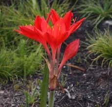 Image result for Cyrtanthus welwitschii