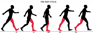 Image result for Gait
