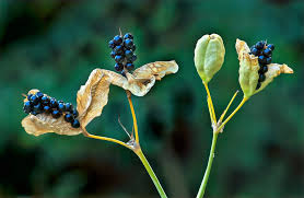 Image result for Gerbera piloselloides