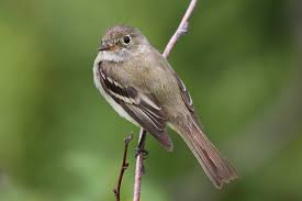 Black Bird With Orange Wings Ohio Alder Flycatcher Empidonax Alnorum A Small Bird That Spends The Summer Catching Flying Insects In Northern Thickets This Flycatcher Ohio Birds Rare Animals