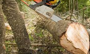 Homeguide » co » denver » tree services. Tree Service Denver Tree Service Denver Co