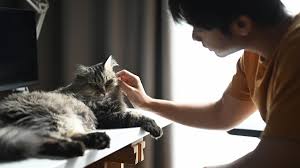 ‪What Do Cats Think About? A Guide to Your Cat's Thoughts - GoodRx‬‏