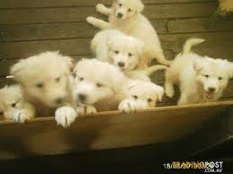 A responsible german shepherd breeder in new south wales should provide you with a. White Shepherd Purebred Puppies