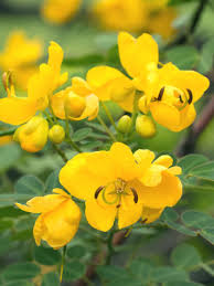 Image result for Senna bicapsularis