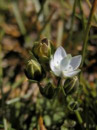 Image result for Congolanthus