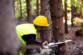 I am all for the little guy being able to make a living”