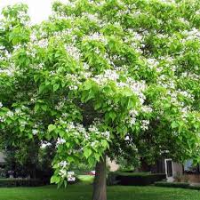Maybe you would like to learn more about one of these? Catalpa Yougardener