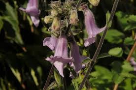 Image result for Ceratotheca