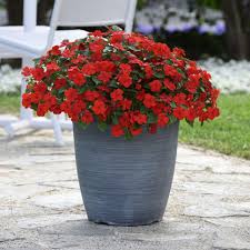 Image result for Impatiens rubromaculata