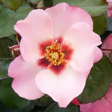 Rosa 'Parkinson's Resilience'