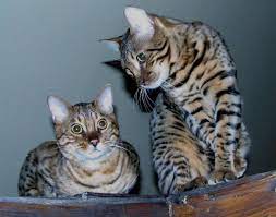 The Best Hypoallergenic Cat Breeds Cat Breeds Bengal Cat Bengal Cat Personality