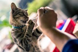Kedi Alerjisi Nedir Ve Belirtileri Nasil Kontrol Edersiniz