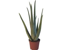 Somit zählen tulpen (tulipa), lilien (lilium), zierlauch (allium) und speisezwiebeln (allium cepa) zu ihren verwandten. Aloe Vera Floraself H 20 30 Cm O 14 Cm Topf Kaufen Bei Hornbach Ch