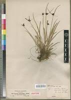 Image result for Pycreus elegantulus