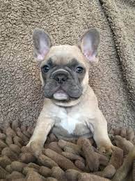 Another common french bulldog health issue is that they're more prone to overheating and heatstroke compared to other breeds. Eurekalert Science News Releases