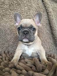 See more ideas about bulldog puppies, french bulldog puppies, puppies. Eurekalert Science News Releases