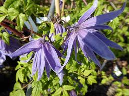 Their subtle grace and character are evident in a more intimate setting. Clematis Macropetala Blue Lagoon