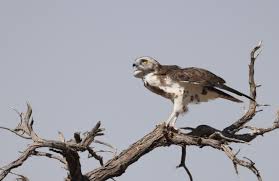 Image result for Holubia saccata